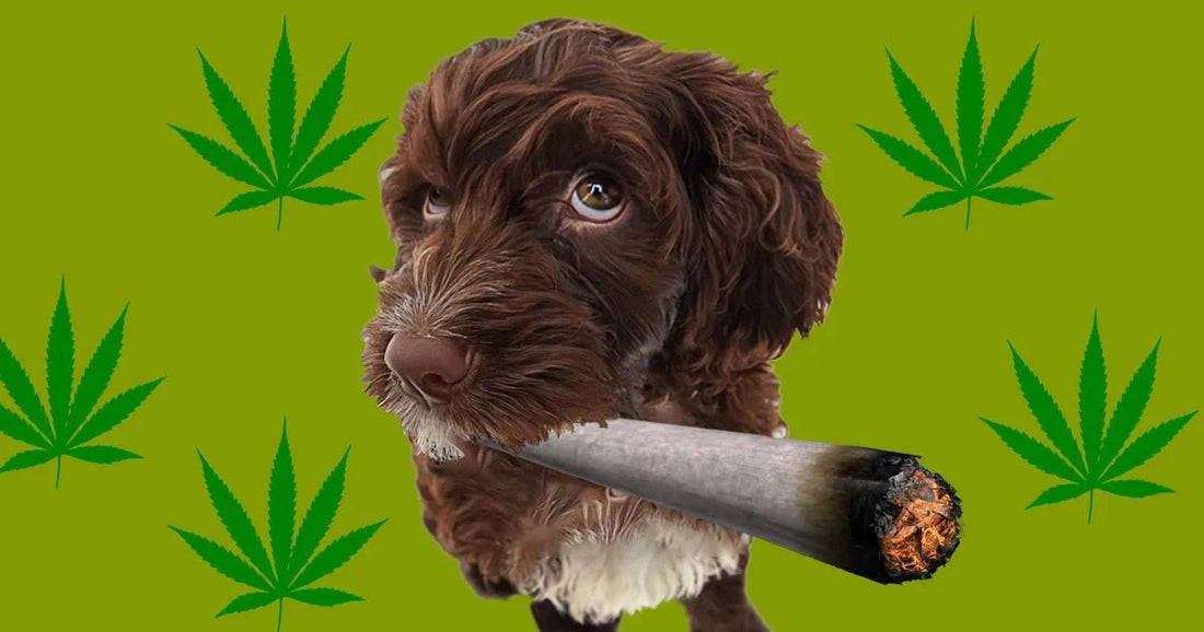 Can My Dog Smoke Weed With Me? Do They Get High? A Comprehensive Guide to Cannabis and Canine Companions - The DopeSpot.Store