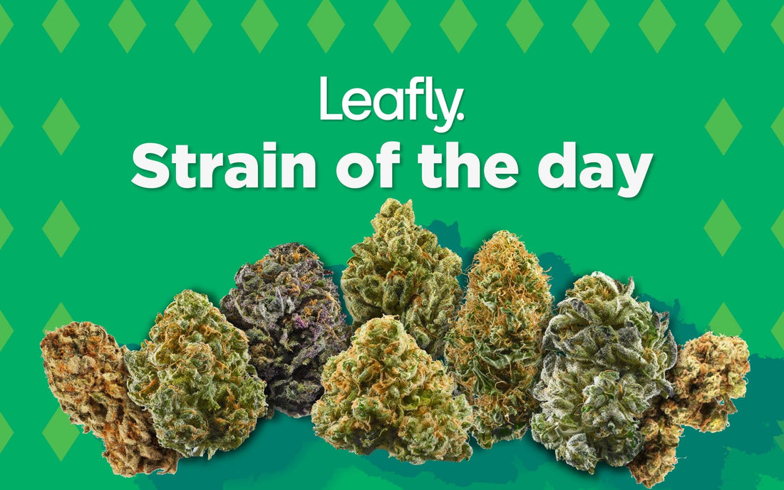 Leafly Sucks: Why You Should Ditch the App and Explore Other Options for Premium Cannabis - The DopeSpot.Store