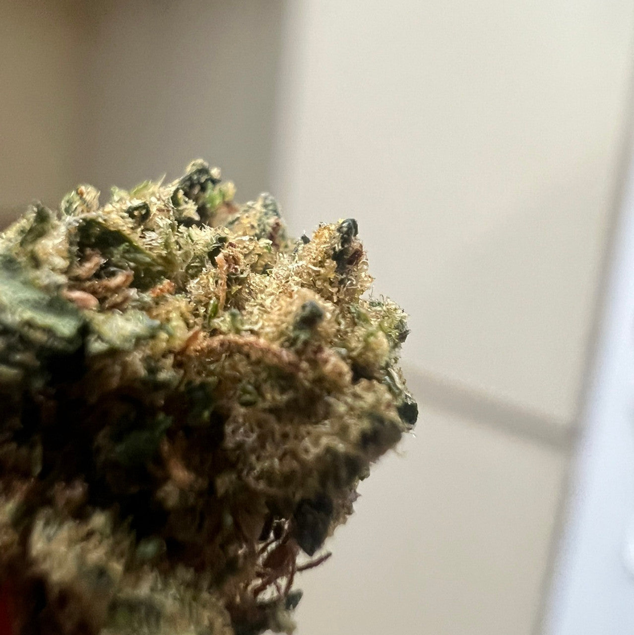 Experience the Zesty Freshness of Lemon Haze Hemp Buds Today - 7G